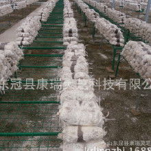食用菌菌種產業鏈探析 加工價格、批發市場、廠家與進出口貿易