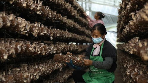施甸縣創新菌種全產業鏈發展模式 認領、回購、售種與助銷助推食用菌產業國際化