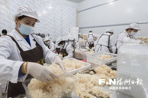 “萬菇之王”繡球菌在羅源栽培成功，推動食用菌菌種進出口新篇章